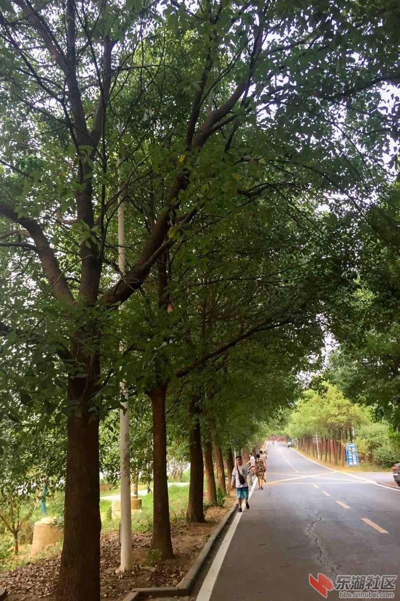 6.树在路边原有电灯杆（晚上不亮）.JPG