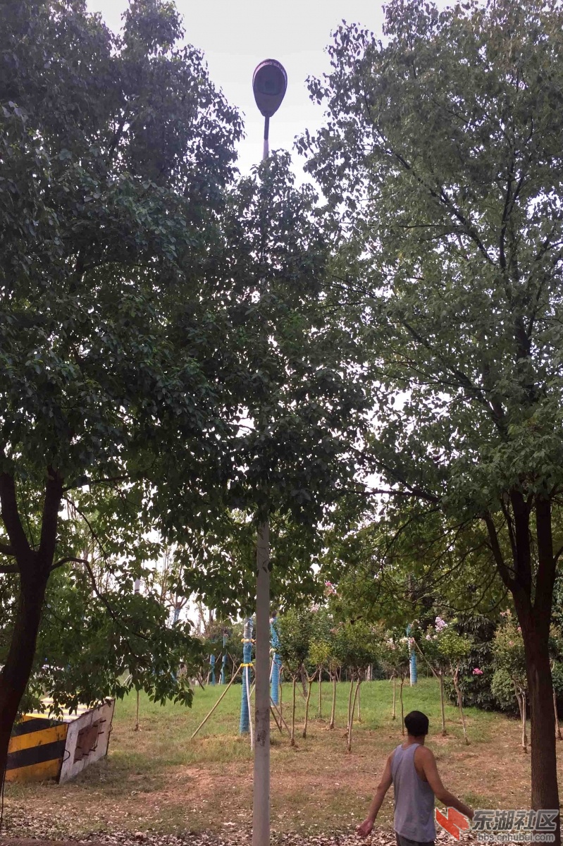 5.树在路边原有电灯杆（晚上不亮）.JPG