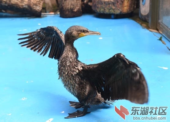 DSC_2064 - 副本.JPG