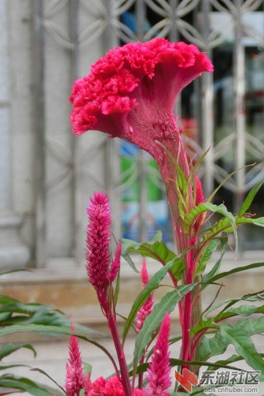 CIMG0833_副本.jpg