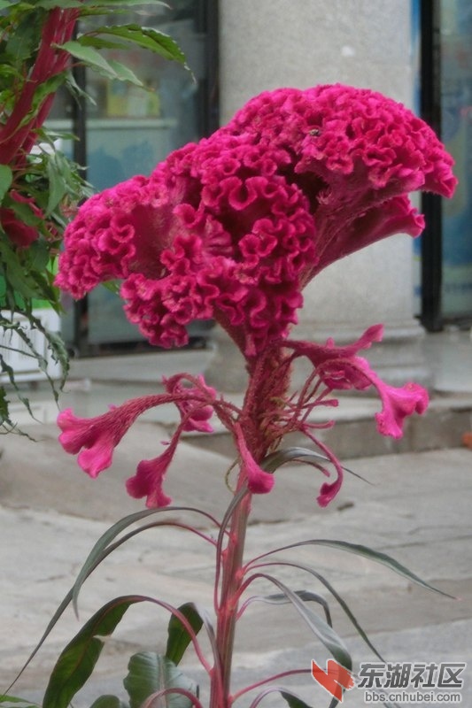 CIMG0834.jpg