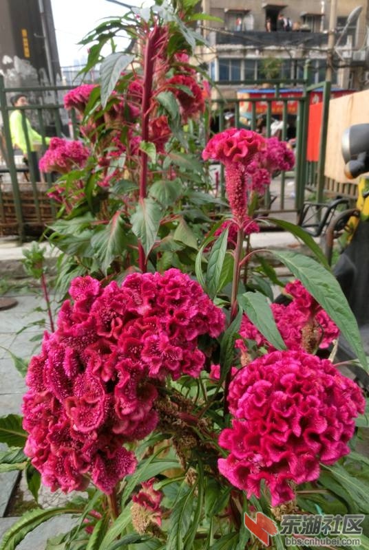 CIMG0963.jpg