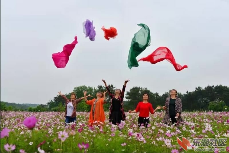 格桑花海.jpg
