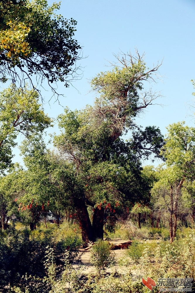胡杨林8.jpg