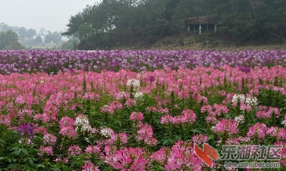 DSC_7290 - 副本.JPG