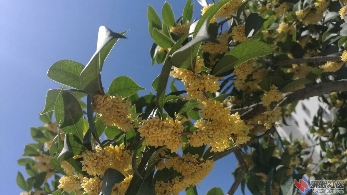 桂花
