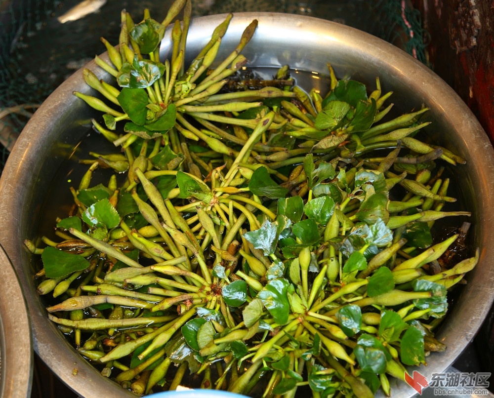 苦草.jpg