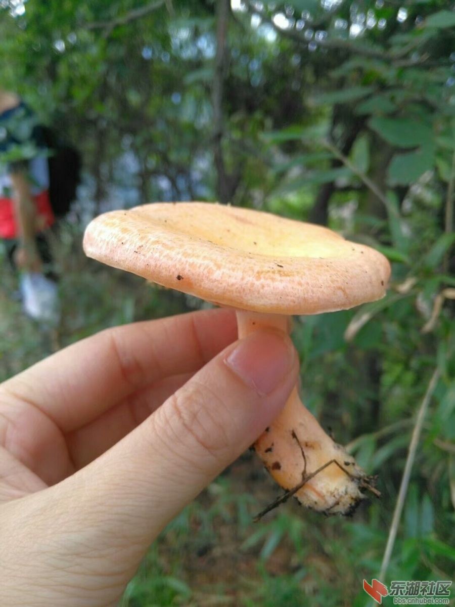 qq图片20180716180608.jpg