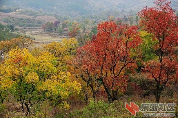 乌桕.jpg