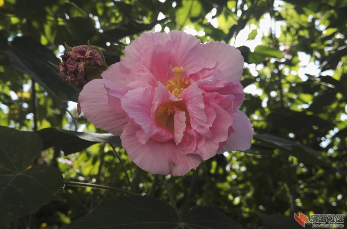 20181029芙蓉花.jpg