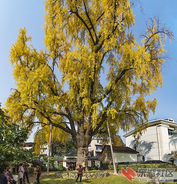 DSC_9241-42-43-晴川历历汉阳树-游家祥-2.jpg