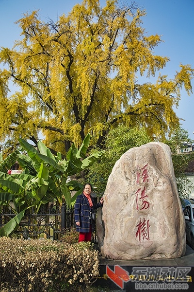 DSC_9240-晴川历历汉阳树-游家祥-2.jpg