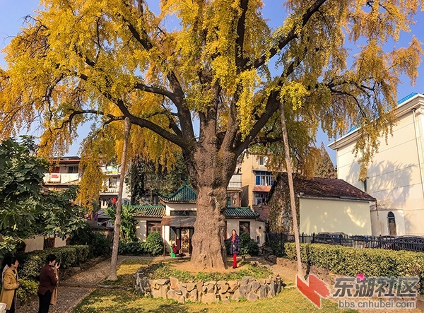 IMG_9797-晴川历历汉阳树-游家祥-2.jpg