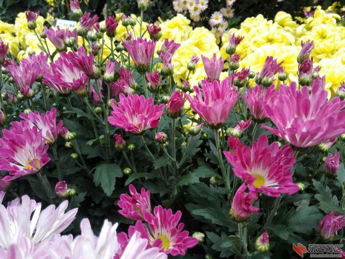 土植菊花.jpg
