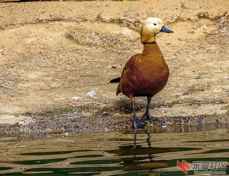 14    DSC01976_副本.jpg