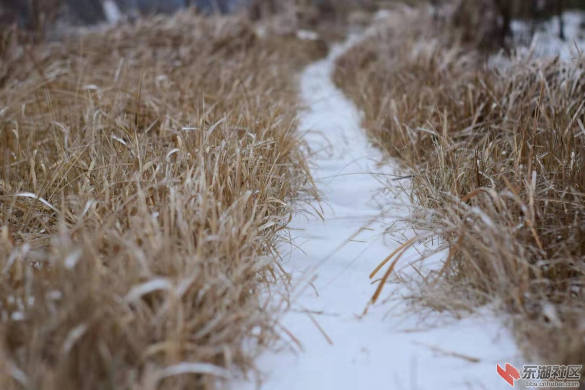 家乡雪景