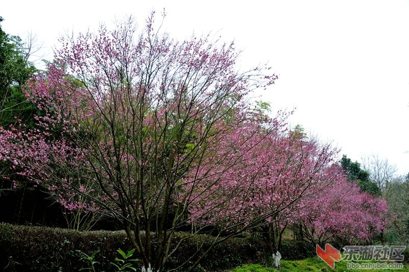 DSC_0009.JPG