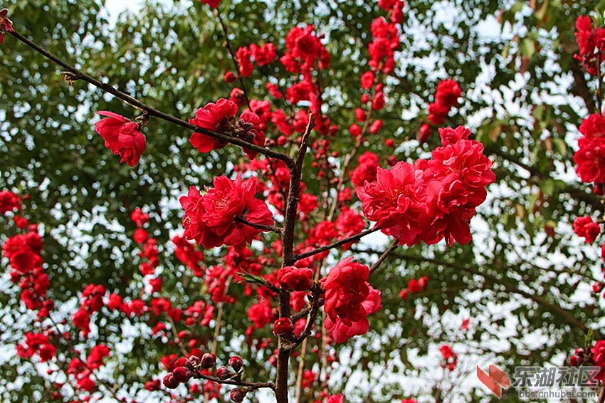 IMG_0033_桃花儿红.jpg