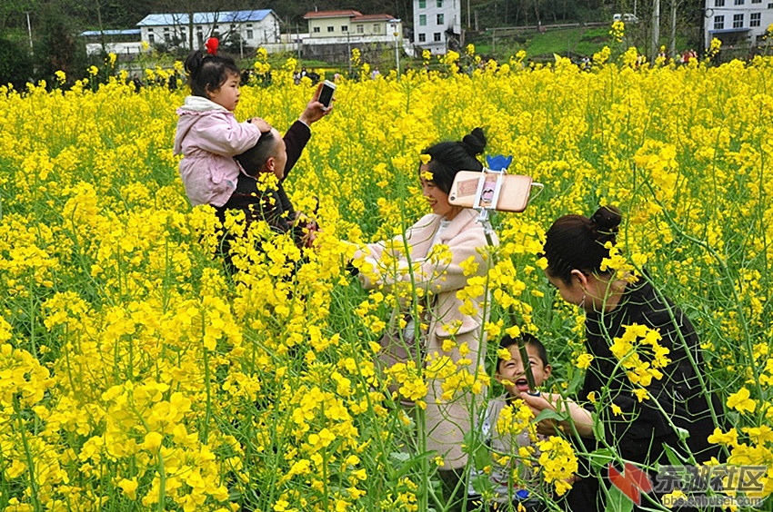 花海留丽影.jpg