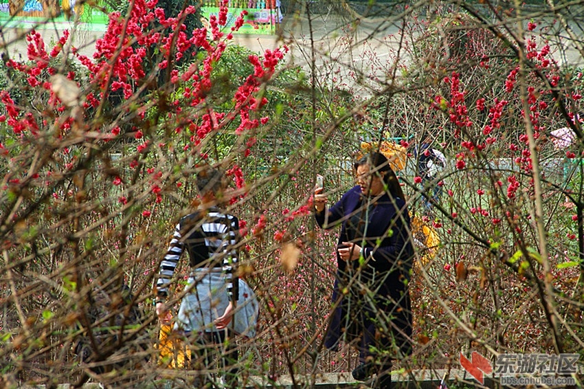 IMG_0052_把春天带回家.jpg