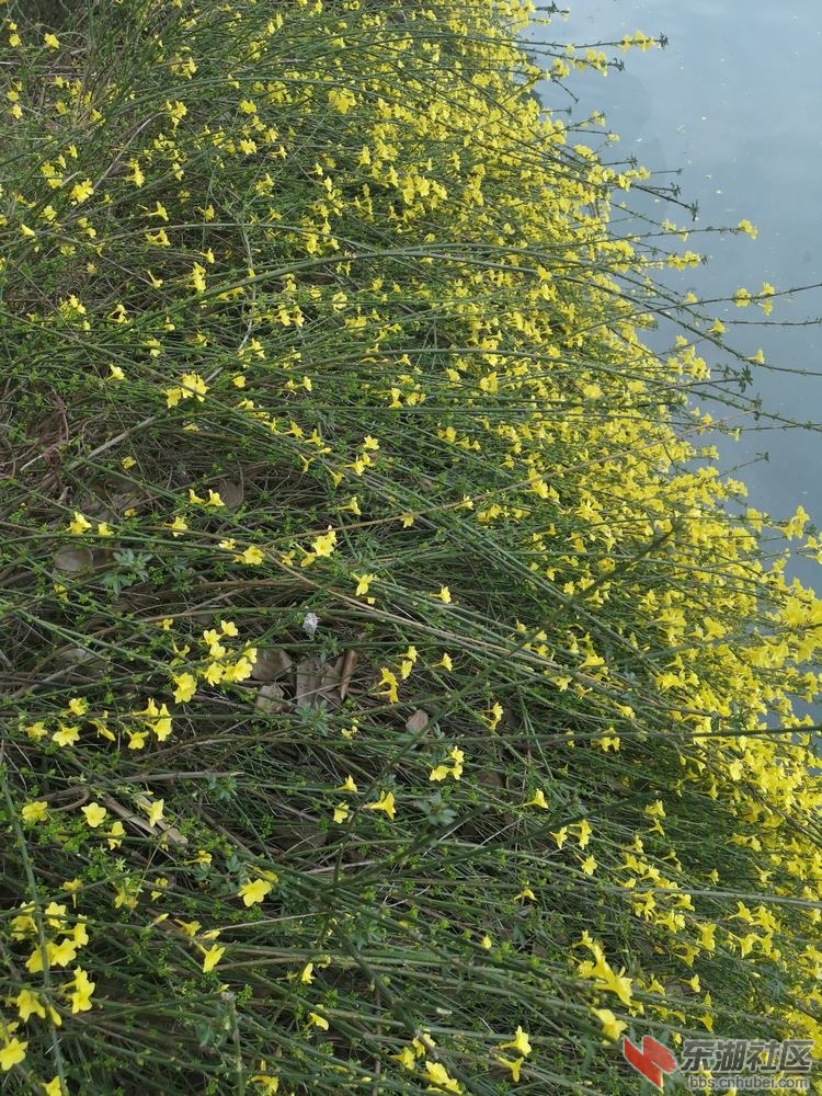 迎春花02.jpg