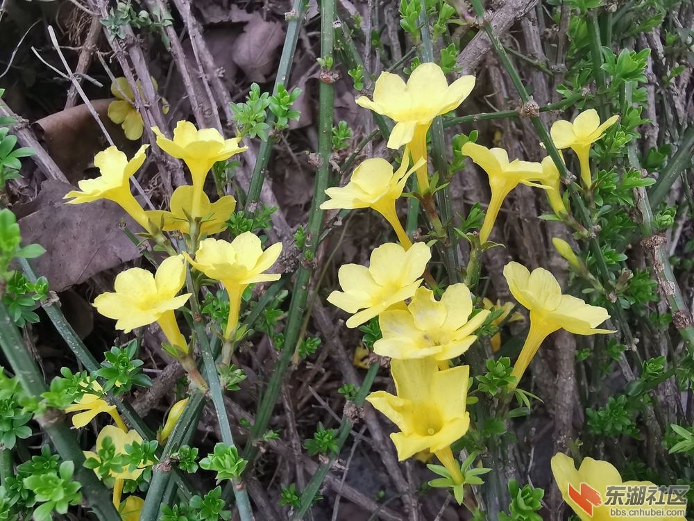 迎春花04.jpg