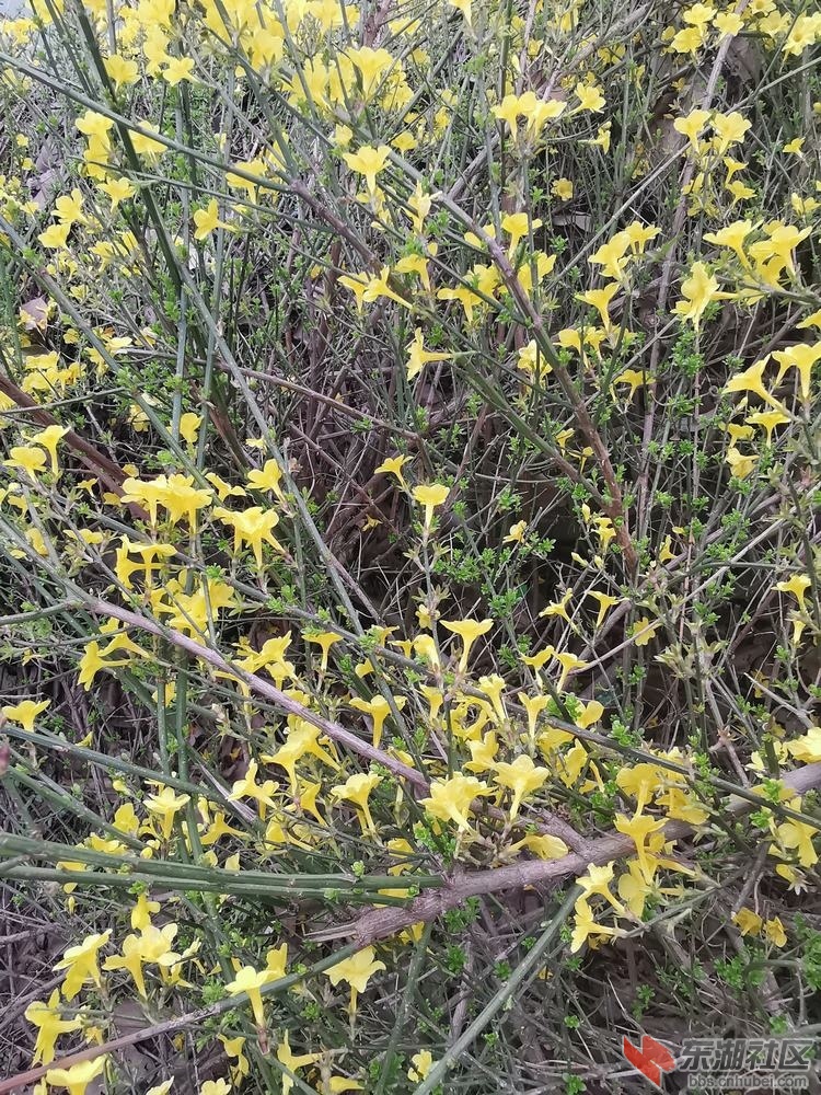 迎春花03.jpg