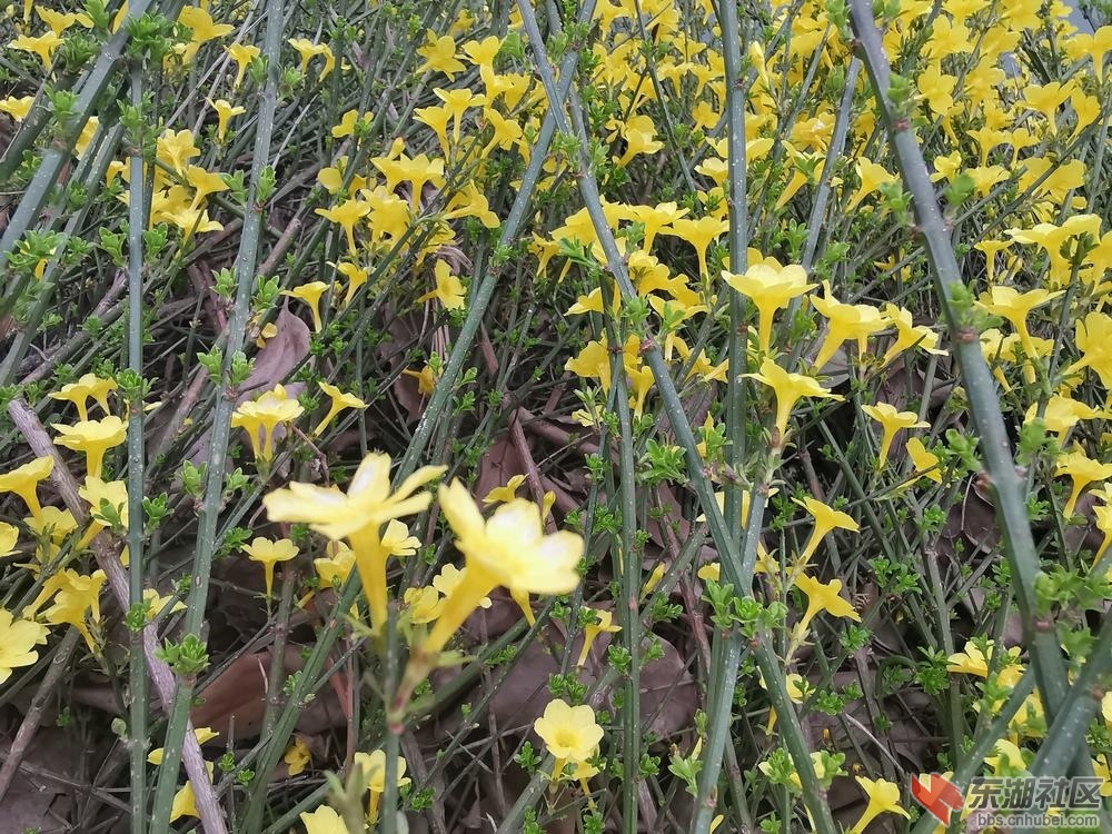 迎春花06.jpg