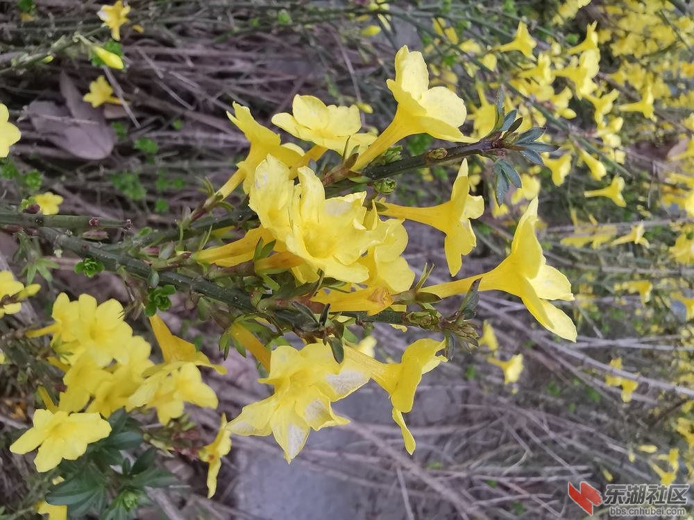 迎春花05.jpg