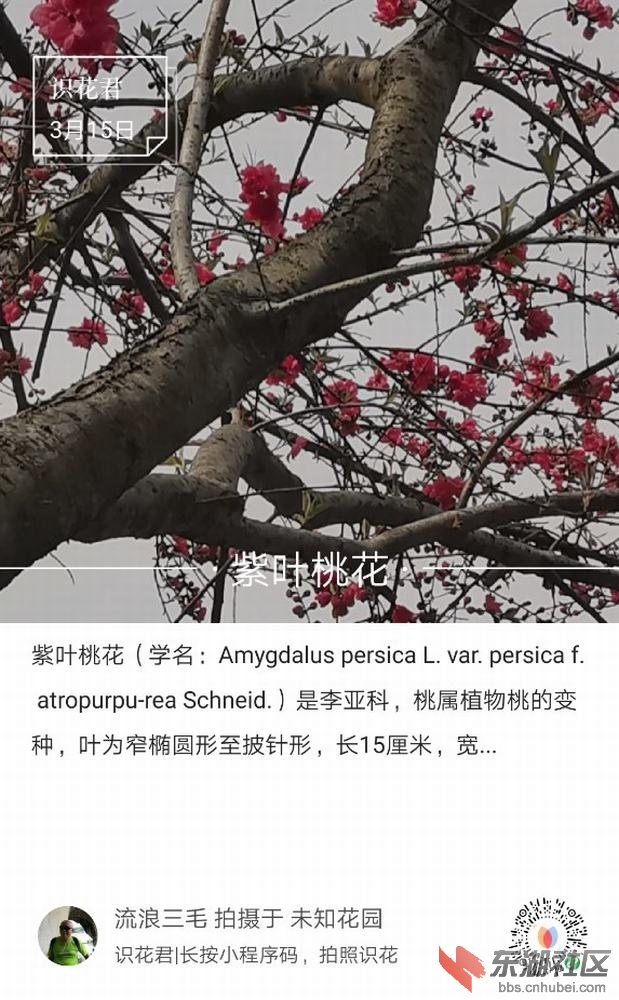 紫叶桃花01.jpg