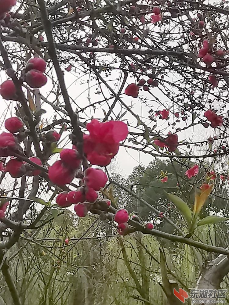 紫叶桃花02.jpg