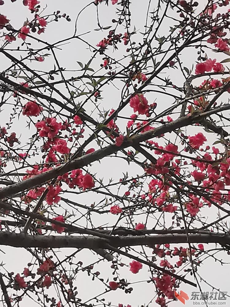 紫叶桃花06.jpg