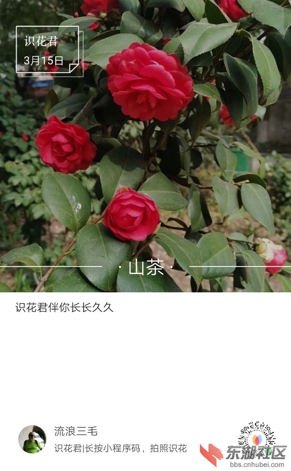 山茶01.jpg