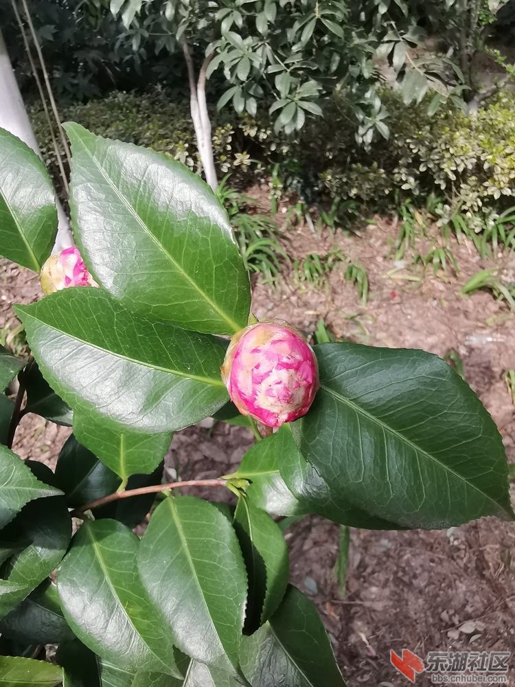 山茶02.jpg