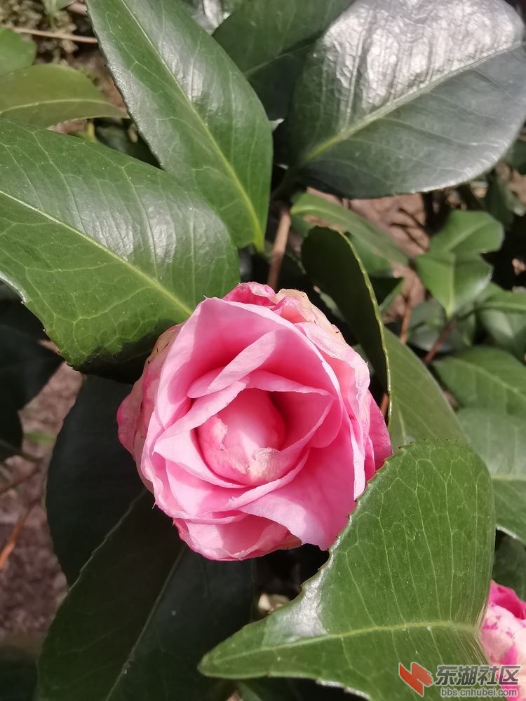 山茶03.jpg