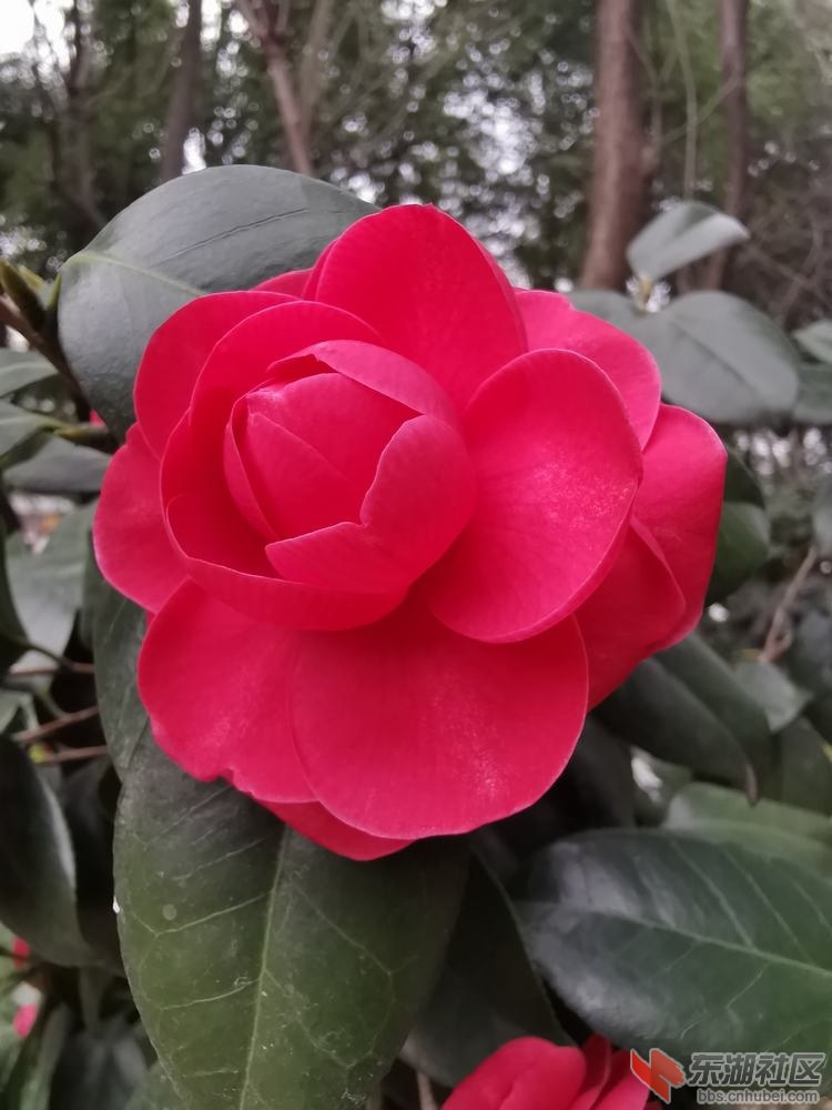 山茶05.jpg