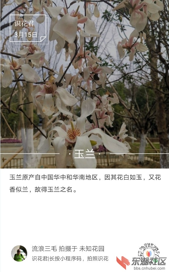 玉兰01.jpg