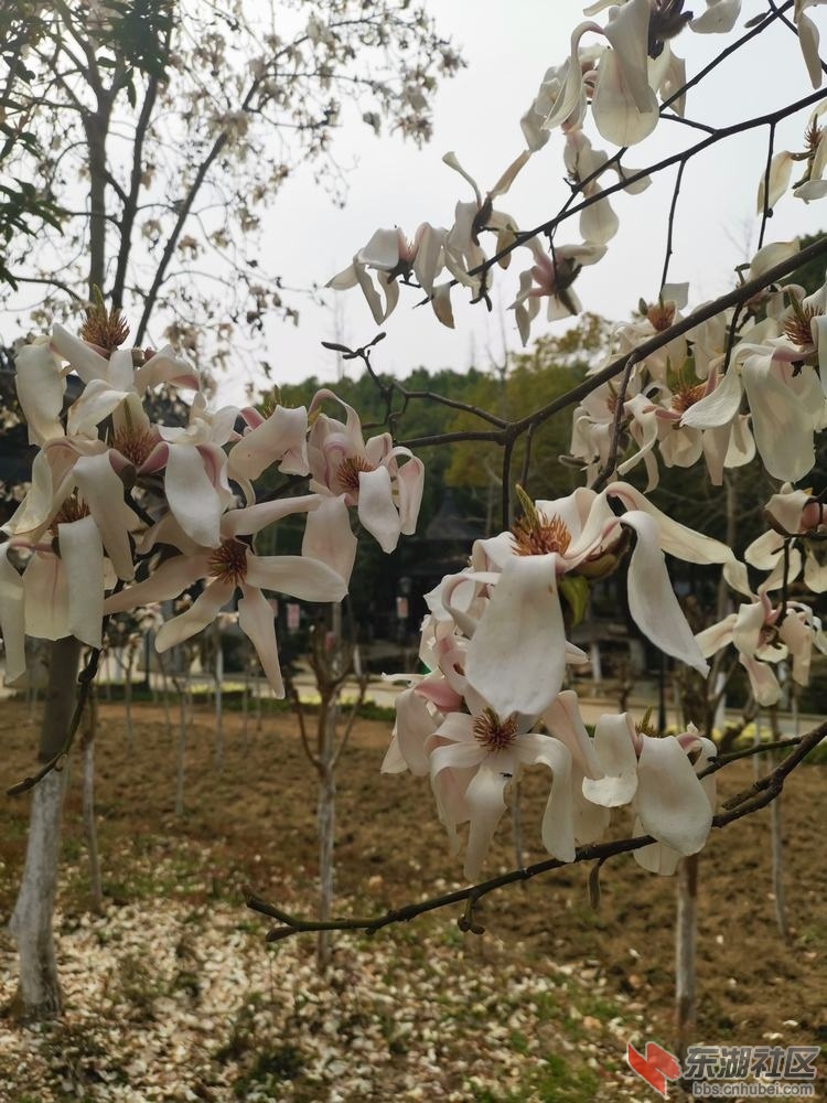 玉兰06.jpg