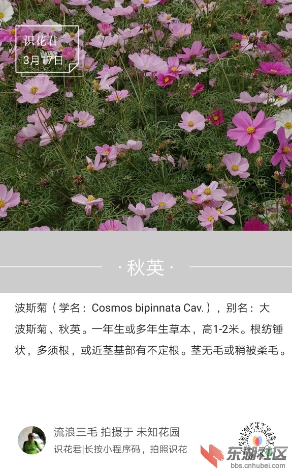 秋英01.jpg