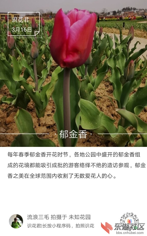 郁金香01.jpg