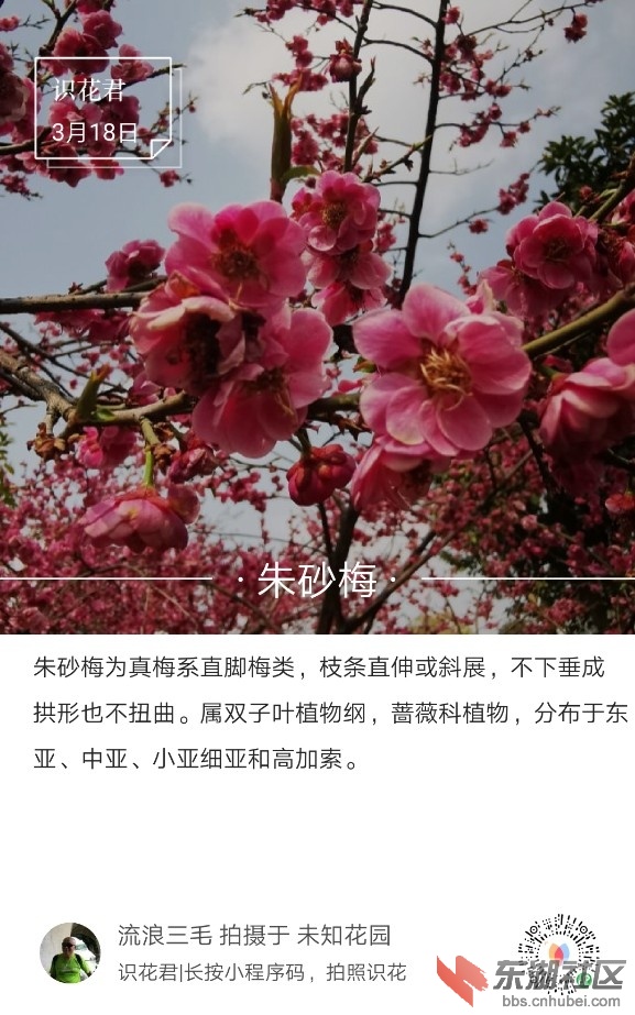 朱砂梅01.jpg