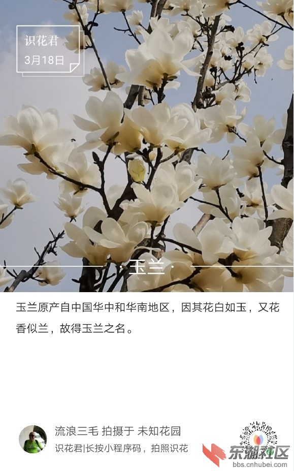 玉兰07.jpg