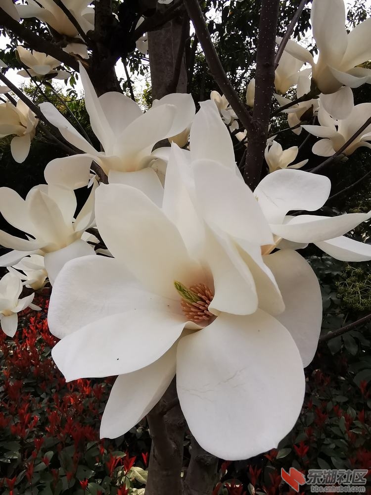 玉兰10.jpg
