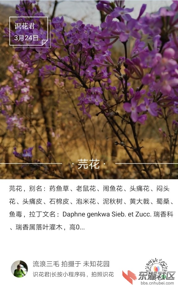 芫花01.jpg