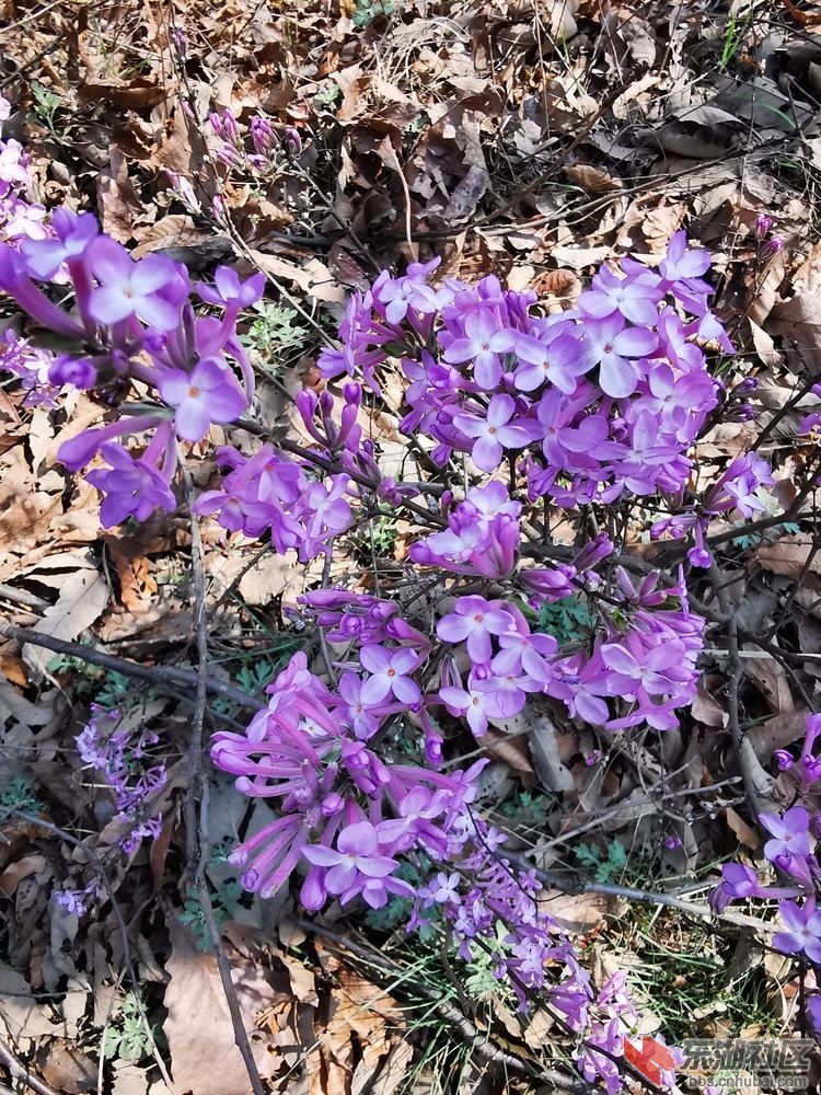 芫花04.jpg