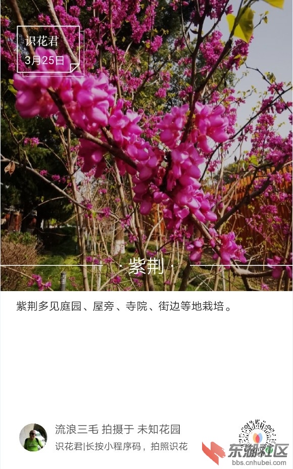 紫荆01.jpg