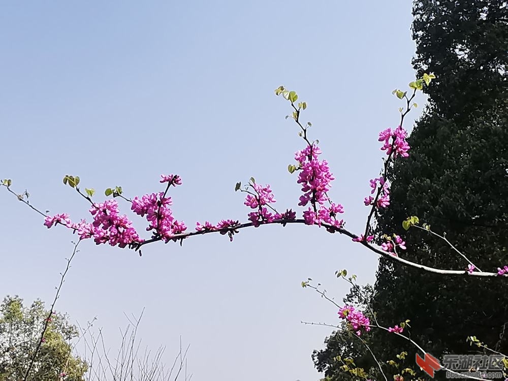 紫荆05.jpg