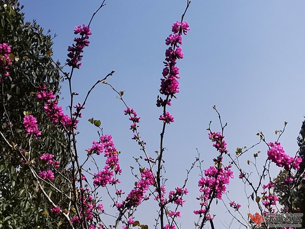 紫荆06.jpg