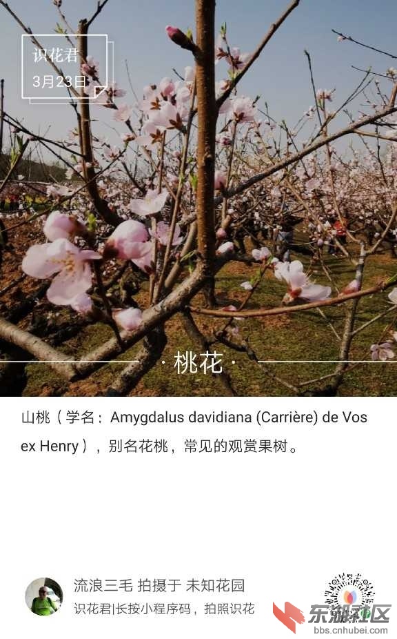 桃花05.jpg