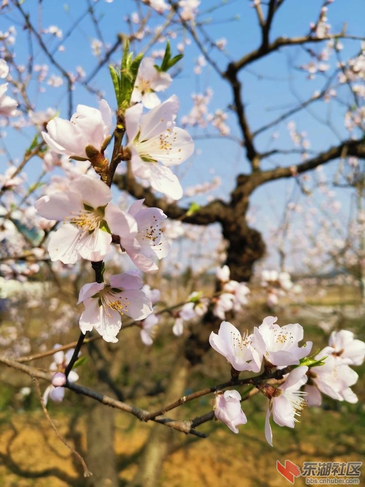 桃花07.jpg